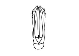   Osmia mustelina  male, diagram showing dorsal view of genitalia, diagram modified from Amiet et al. 2004 
